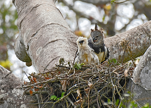 An endangered Female Harpy Eagle is seen in a nest with a chick.  This large raptor bird is very rare and shy.  It is cited as endangered, vulnerable (IUCN 3.10 CITES Appendix.  The chick is large but not fully grown.  In this photo, both birds can be seen in the nest.   The Harpy Eagle has the largest claws of all birds in the world.  It is the only Eagle that does not soar, due to its short wingspan.