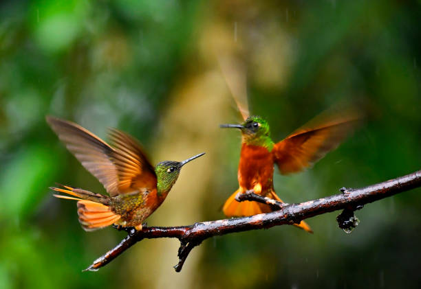 istock Chestnut-breasted coronet fighting in the rain for a perching spot 2045877554