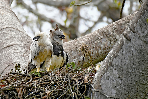An endangered Female Harpy Eagle is in a nest with a single chick.  This large raptor bird is very rare and shy.  It is cited as endangered, vulnerable (IUCN 3.1)[2] CITES Appendix.  The white and grey chick is large but not fully grown.  In this photo, both birds can be seen in the nest.   The Harpy Eagle has the largest claws of all birds in the world.  The nest is located very high up in a large tree in the rainforest canopy.