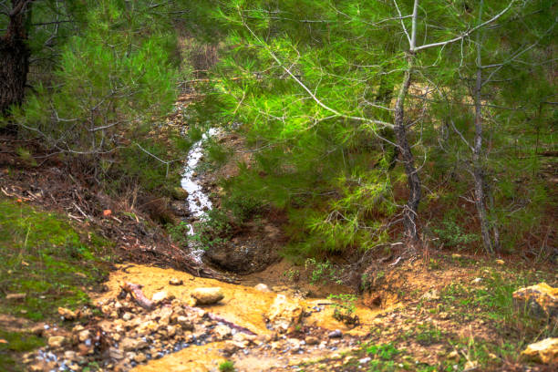 istock Rainy Day Harmony: Bushes and Mud in Nature's Embrace 2045878599