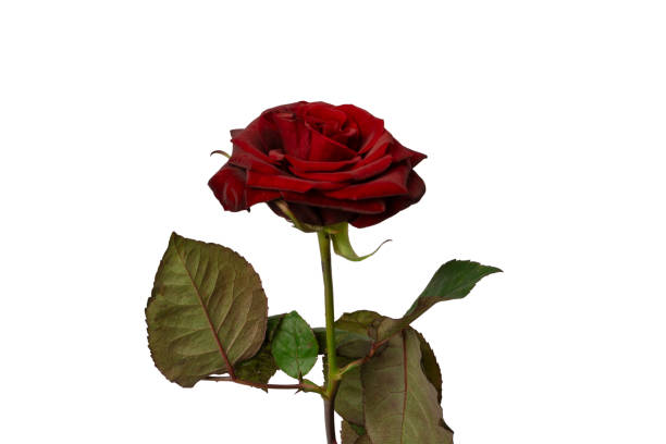 istock Beautiful red rose isolated on white background. 2045879662