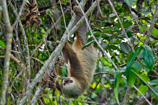 A wild Hoffmann's two-toed sloth is seen hanging from a tree during the day.  In this photo, the front and rear claws are clearly visible. The entire body is also visible but partially, naturally obstructed.  The head has a natural greenish tint.  This sloth was photographed in its natural environment.  It is completely wild.