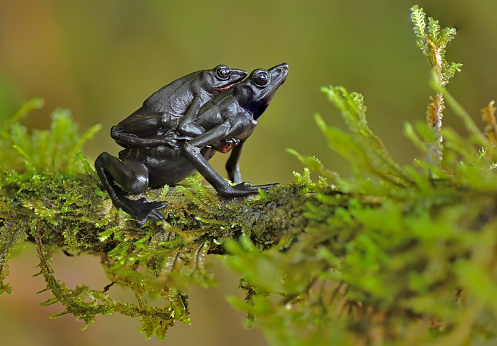 A Atelopus seminiferus nominal toad couple is seen mating on a moss log.  This endangered toad (IUCN 3.1) can only be found in the Amazon Rainforest of Peru.  This small toad is dark black on top and bright red in the belly.  In this photo you can see a small male and larger female adult toad.  The toads appear to be muscular.