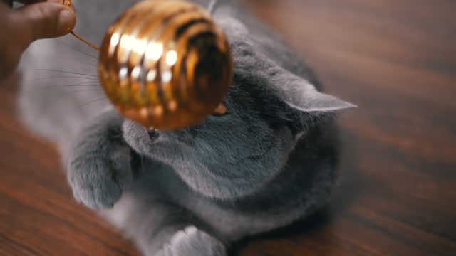 Grey British Playful Cat Playing with Christmas Shiny Golden Ball, Close up