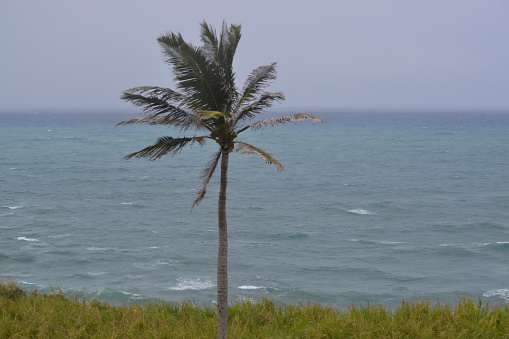 A palm tree near the ocean stands alone in the gusty winds prior to a hurricane.