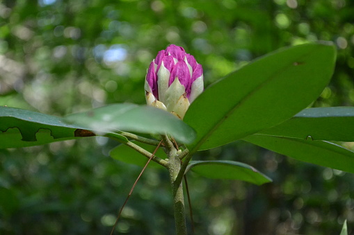 A bright and colorful flower in the forest is ready to open its petals and bloom.