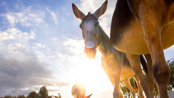 Donkey rolling around in the dust playing and having fun in a funny pose against a dark background in his enclosure on an agricultural farm