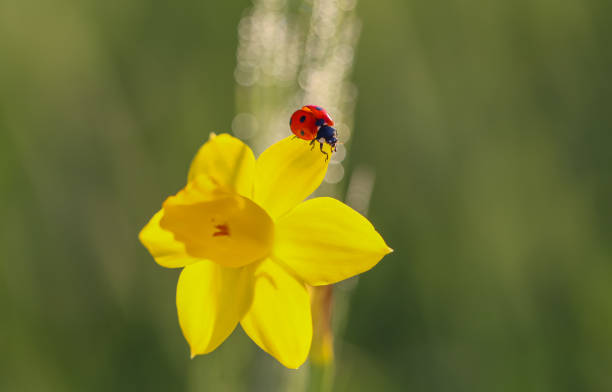 Little red ladybug on a flower with bokeh background, beautiful colorful macro
