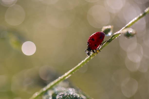 istock Little red ladybug on a flower with bokeh background, macro 2045905079