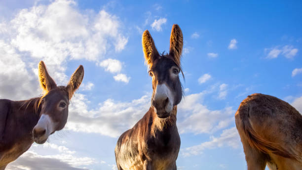 istock Elderley donkeys in a golden lit field at sunset. 2045916051