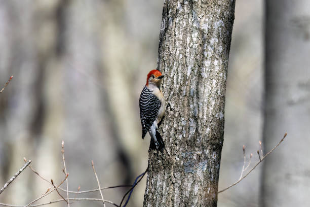 istock The red-belied woodpecker 2045921217