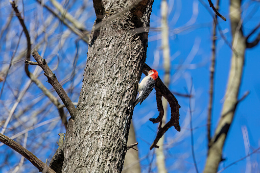 A series of photographs of the magnificent Red-bellied woodpecker from different places and different time periods