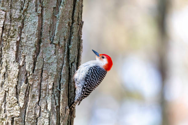 istock The red-belied woodpecker 2045922802