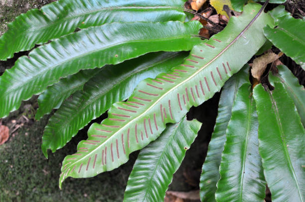 istock In the wild, fern Asplenium scolopendrium grows 2045928292