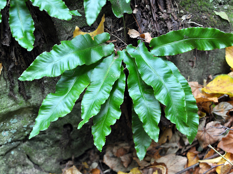 In the wild, ferns of Asplenium scolopendrium grow in the forest