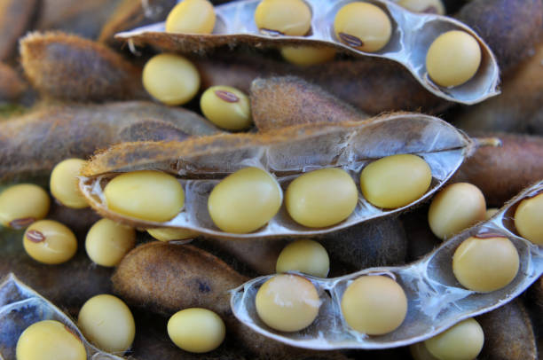 istock Ripe soybeans with pods 2045930084