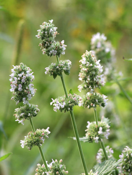 istock Flowering melissa (Melissa officinalis) flowers 2045931653
