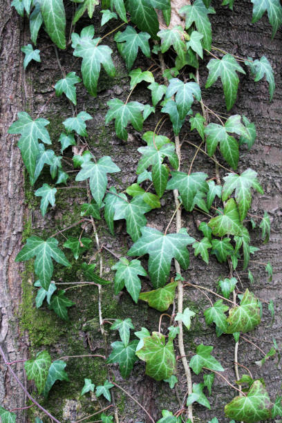 istock Ivy (Hedera helix) grows in the wild in the forest 2045936901