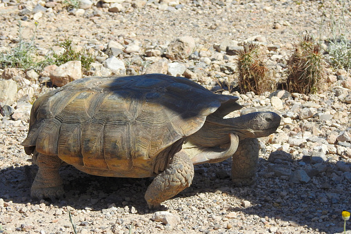 Desert Tortoise, Red Rock Canyon, Las Vegas, Nevada - United States
