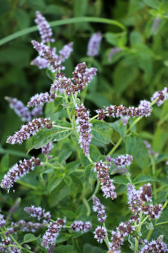 In the summer, long-leaved mint (Mentha longifolia) grows in the wild