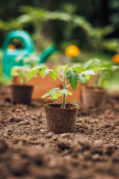 istock Tomato plant seedling in biodegradable peat pot is ready for planting in vegetable garden 2045941100