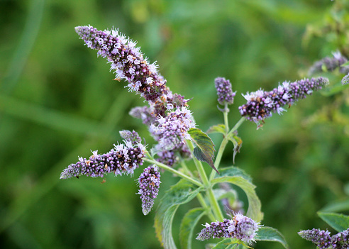 In the summer, long-leaved mint (Mentha longifolia) grows in the wild