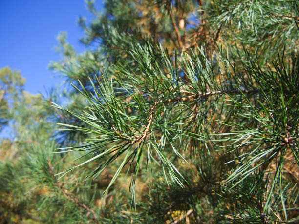 istock A branch of a pine tree, close-up shot. Coniferous needles, macro. 2045944343