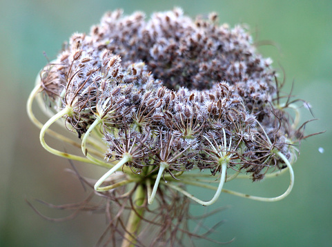 Harvested umbels of carrot (Daucus carota subsp. sativus) with ripe seeds