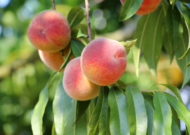 istock On the tree branch ripe peach fruits 2045944887