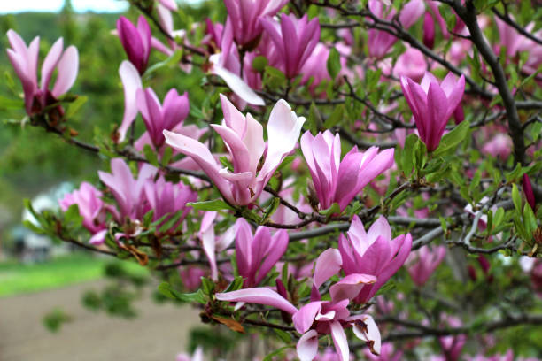 istock Magnolia blooms in the garden in spring 2045945970
