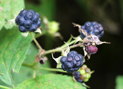 In the wild, berries ripen on a branch of the common blackberry (Rubus caesius).