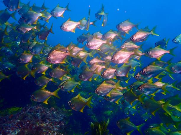 istock School of bullseye fish 2045949611