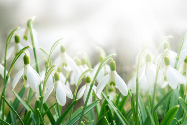istock Blooming snowdrops in the sun's rays 2045956945