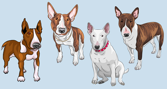 Set of Bull Terrier Dog, white and in black and tan
