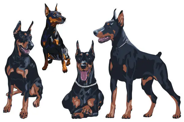 Vector illustration of Set dog Doberman Pinscher breed