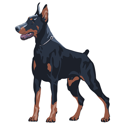 Vector black dog Doberman Pinscher breed standing