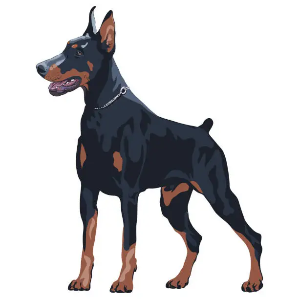 Vector illustration of Dog Doberman Pinscher breed
