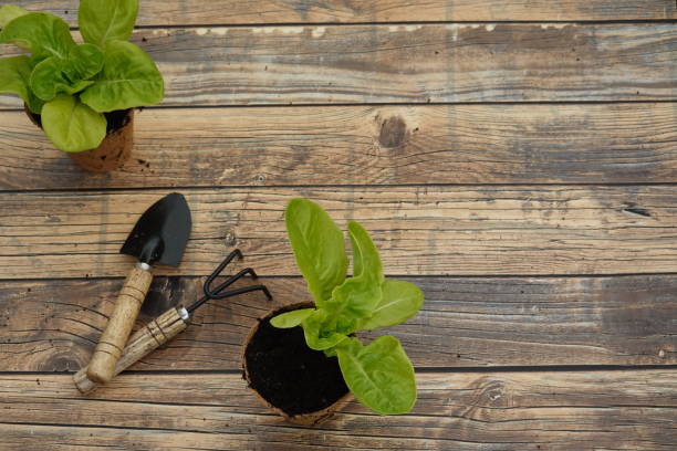 istock lettuce plants ready for transplanting. planting tools urban vegetable garden concept with copy space 2045960439