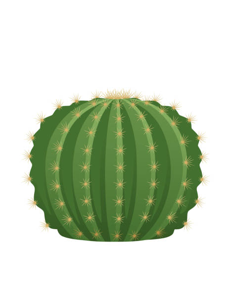 istock Green exotic desert cactus with thorns decorative plant vector illustration isolated on white background 2045960647