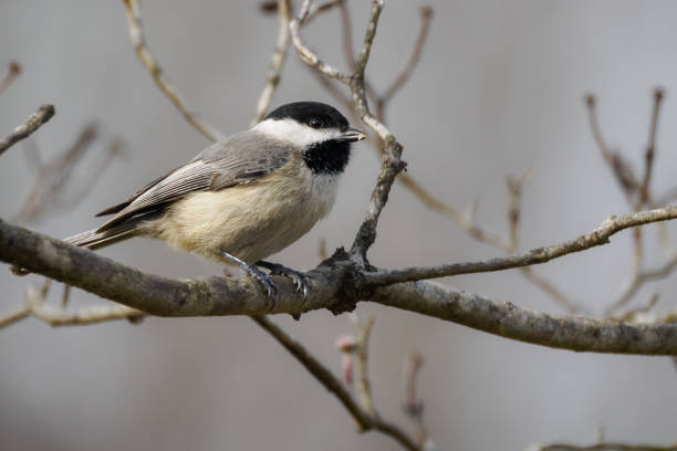 carolina chickadee perched on branch - photography carolina chickadee bird animals in the wild imagens e fotografias de stock