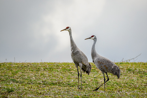 Sandhill Cranes foraging in harvested soybean field