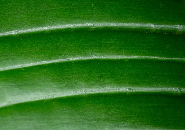Close up of green plant leaf palm