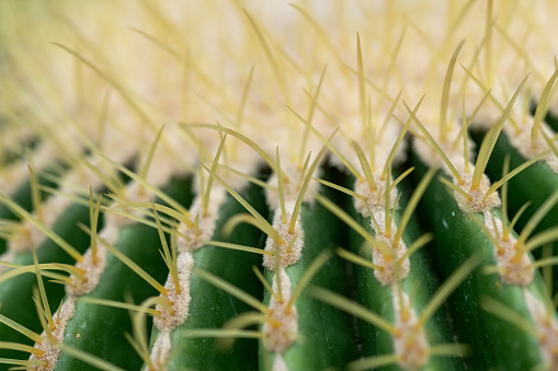 Close up of needles on cactus top