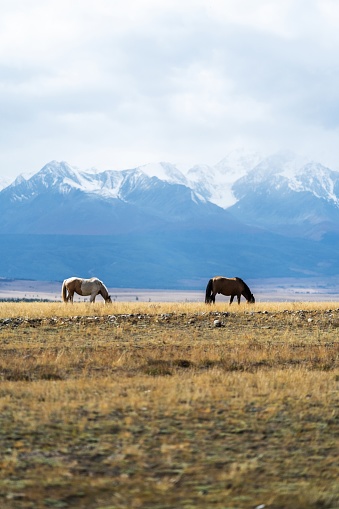 Horses in the steppe near mountains Altai republic.