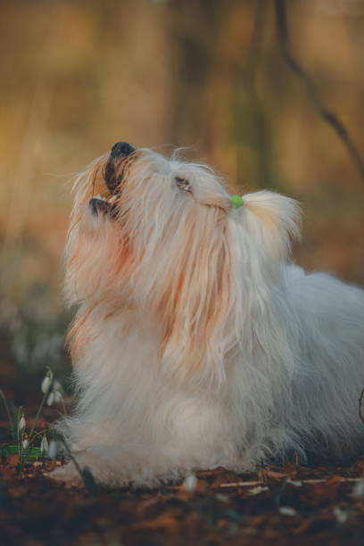 istock White Yorkshire Terrier plays outdoors 2045979985