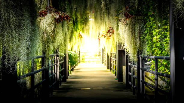istock abstract tunnel of green tree 2045980500