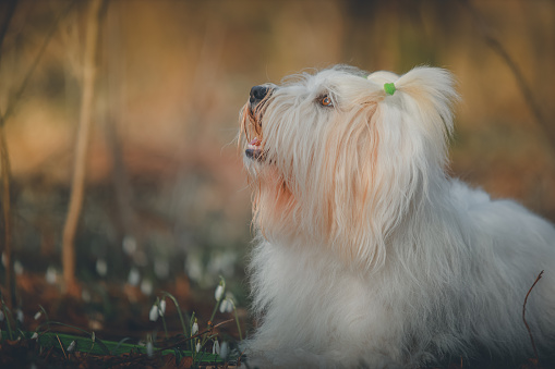 White Yorkshire Terrier plays outdoors in autumn