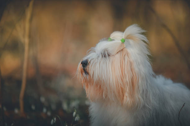 White Yorkshire Terrier plays outdoors in autumn