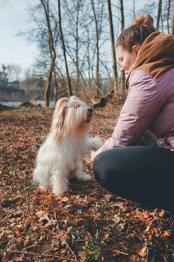 Young woman plays with White Yorkshire Terrier outdoors in autumn