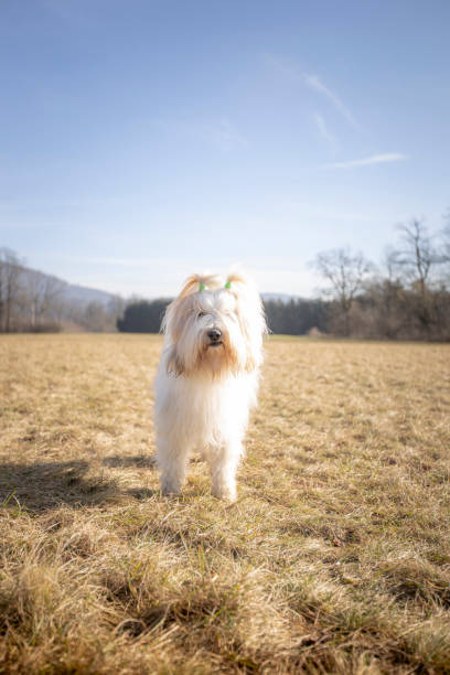 White Yorkshire Terrier plays outdoors in autumn